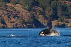 Orca breaching Art Print